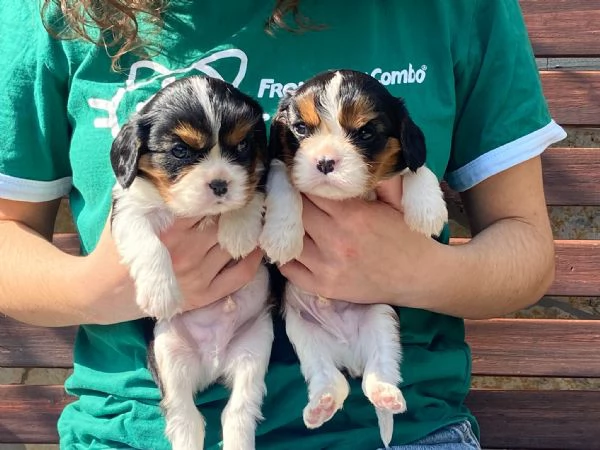 Cuccioli di cavalier king | Foto 4