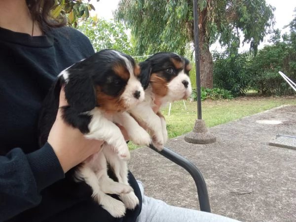 Cuccioli di cavalier king | Foto 1