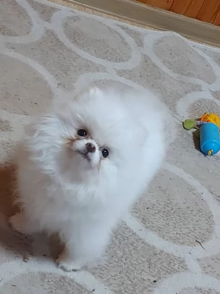 Cuccioli di Pomerania maschi e femmine | Foto 0