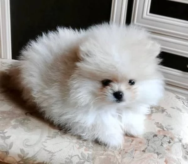 Splendidi cuccioli di Pomerania disponibilihiddenhidden
