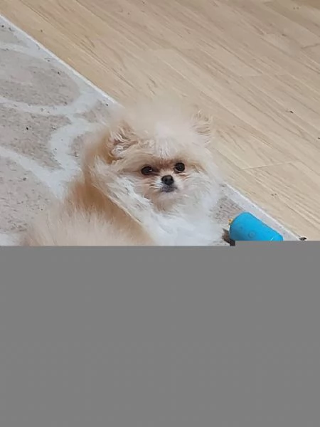 Splendidi cuccioli di Pomerania disponibilihiddenhidden | Foto 0