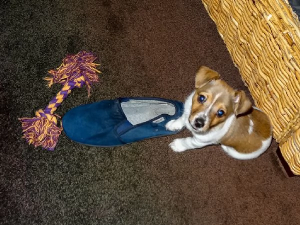 Cuccioli di Jack Russell | Foto 0