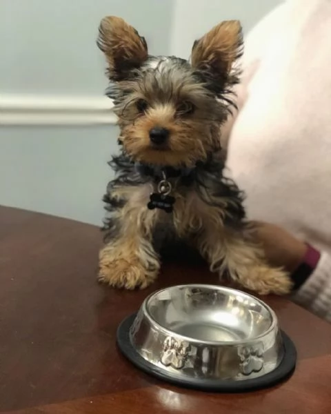 Cuccioli di Yorkshire Terrier da adottarehiddenhidden