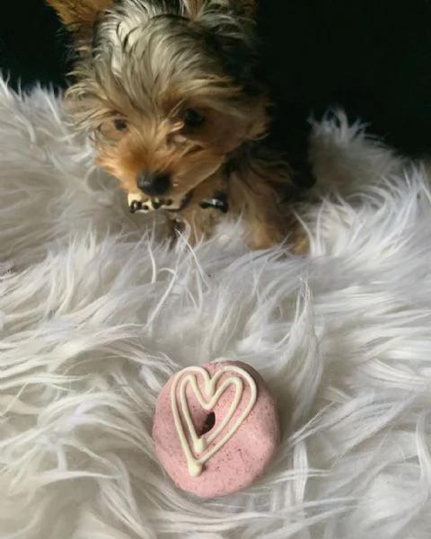 Cuccioli di Yorkshire Terrier da adottarehiddenhidden | Foto 0