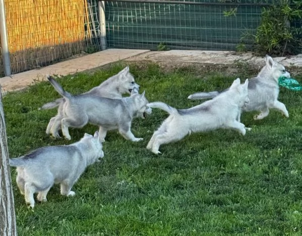 Siberian Husky