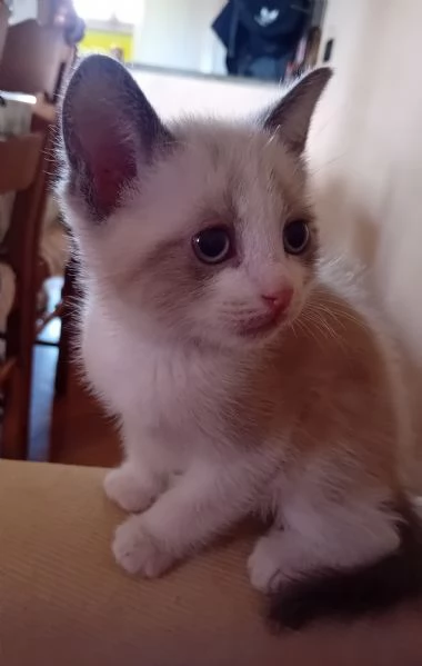 Gattini | Foto 0
