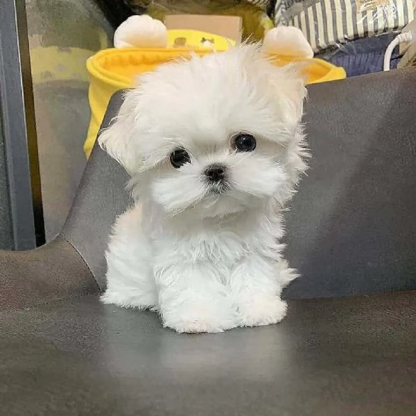 Maltese Toy 
