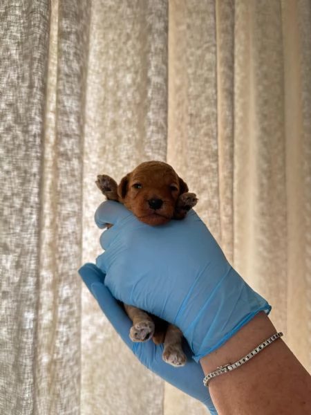 Cuccioli fulvi di barboncino nano  | Foto 5
