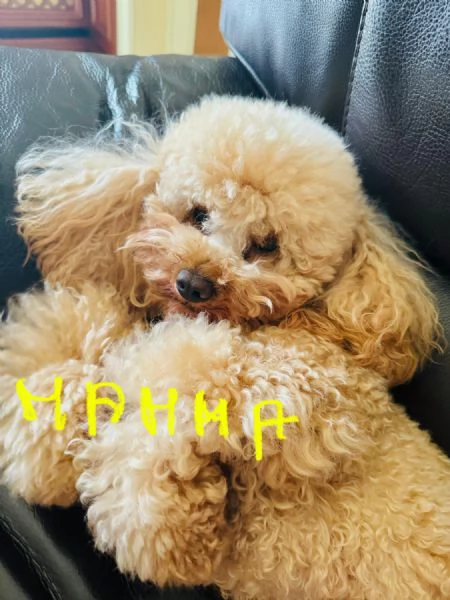 Cuccioli fulvi di barboncino nano  | Foto 2