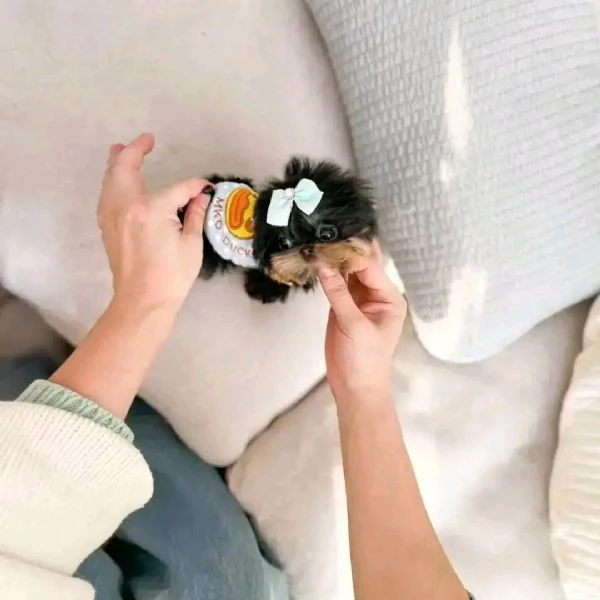 Adorabili cuccioli di Yorkshire Terrier Questi cuccioli sono stati visitati dal veterinario vaccin