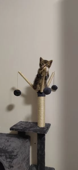 Regalo gatto 