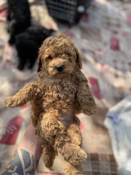 Cuccioli di Barboncino Toy  | Foto 0