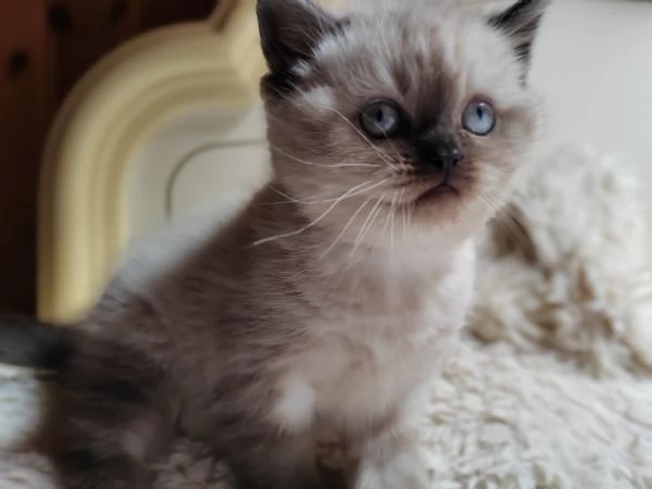 Cuccioli scottish 