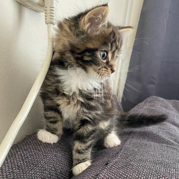 Gatti maine coon | Foto 0