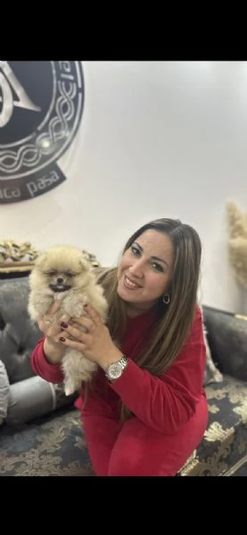 Cuccioli di Spitz Pomerania | Foto 1