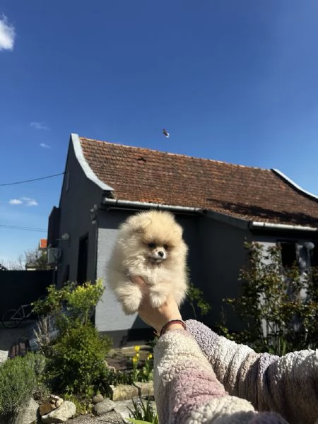Cuccioli di Spitz Pomerania