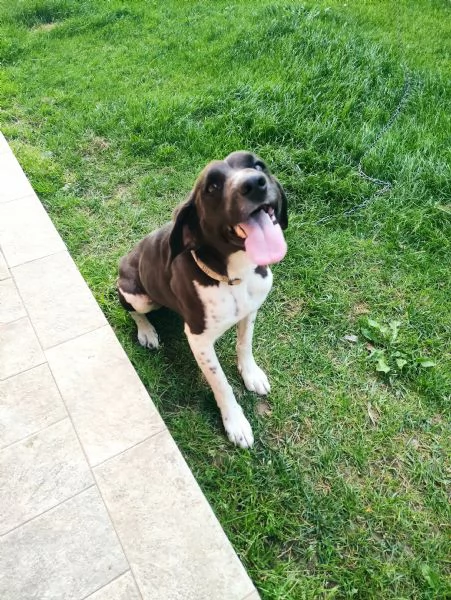 Regalo giovane meticcio  | Foto 2