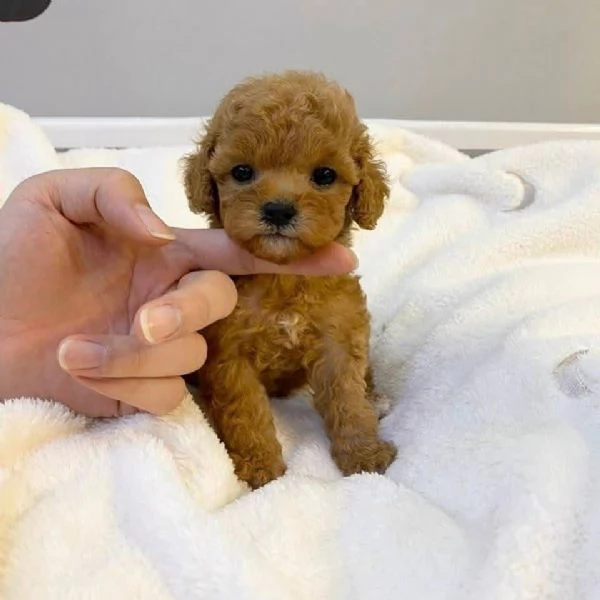 Cucciolo Donato da un volontario | Foto 1