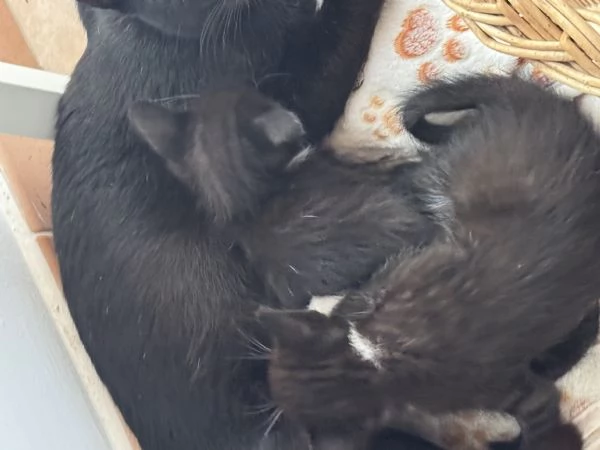 Regalo gattini vispi e in salute Sverminati | Foto 0