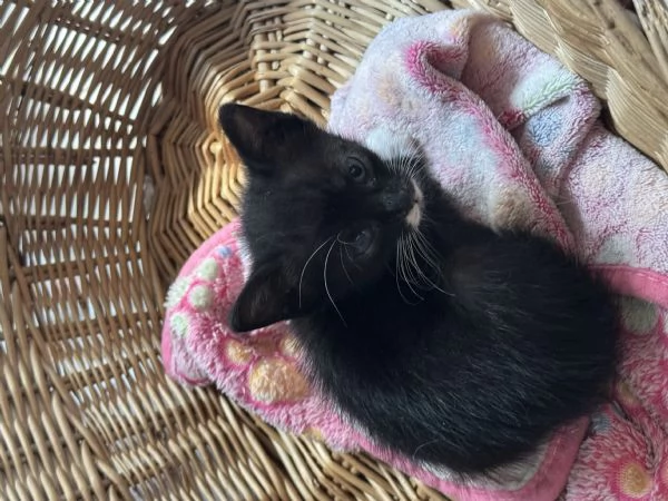 Regalo gattini vispi e in salute Sverminati