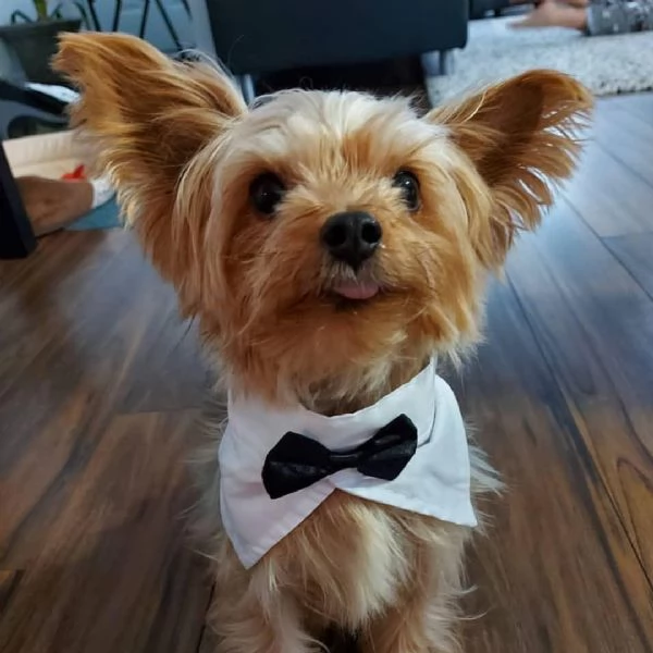 Cucciolo donato da un volontario | Foto 4