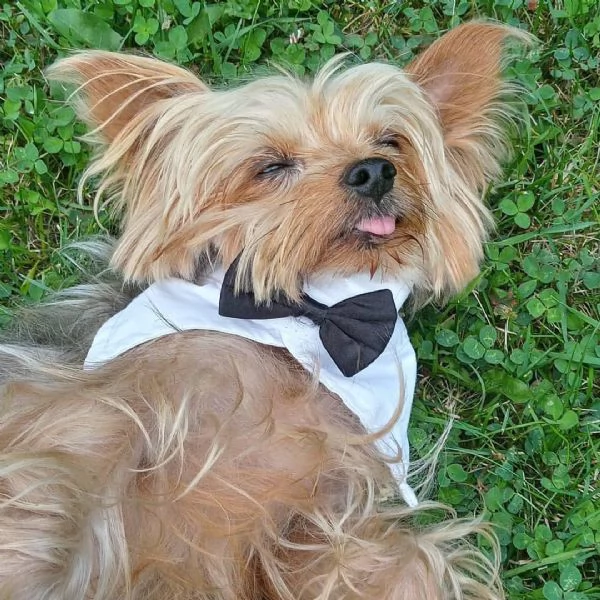 Cucciolo donato da un volontario | Foto 3