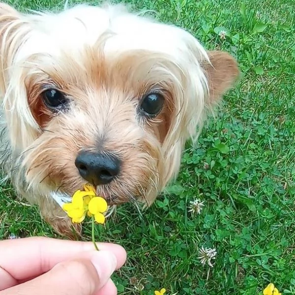 Cucciolo donato da un volontario | Foto 0