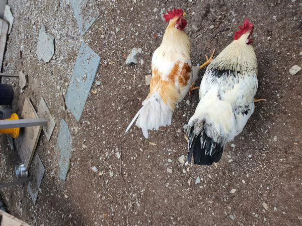 Gallo in regalo 