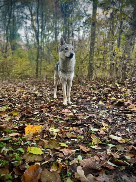 REGALO LUPO CECOSLOVACCO