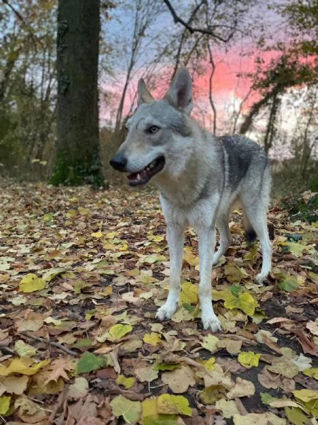REGALO LUPO CECOSLOVACCO | Foto 3