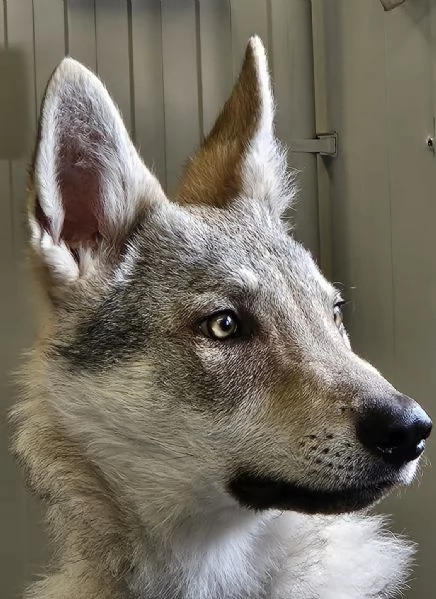 REGALO LUPO CECOSLOVACCO | Foto 2