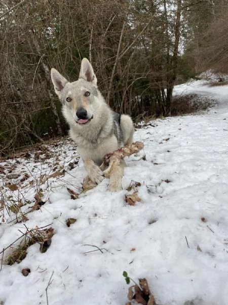 REGALO LUPO CECOSLOVACCO | Foto 1