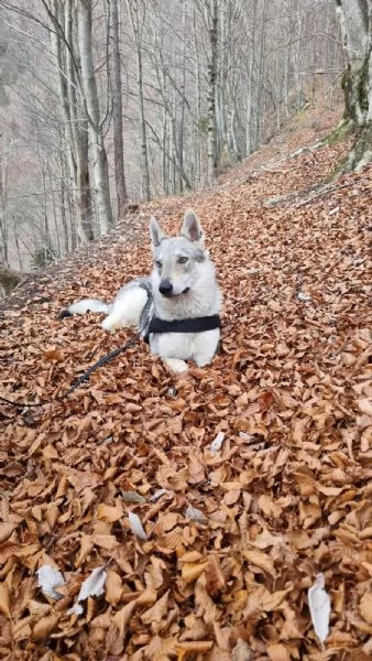 REGALO LUPO CECOSLOVACCO | Foto 0