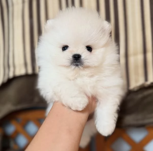 Cuccioli di Pomerania Mini Toy | Foto 3