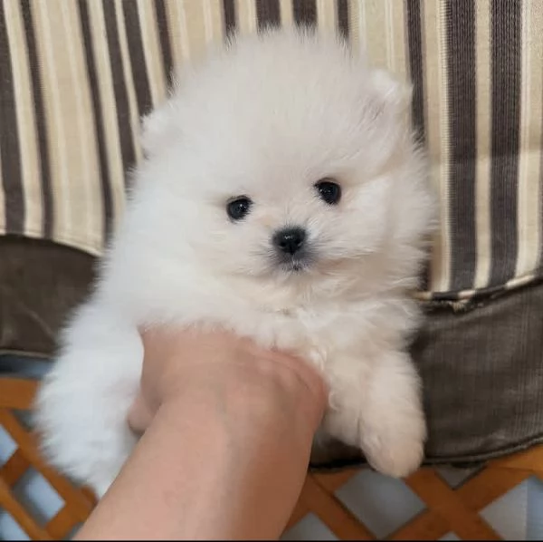Cuccioli di Pomerania Mini Toy