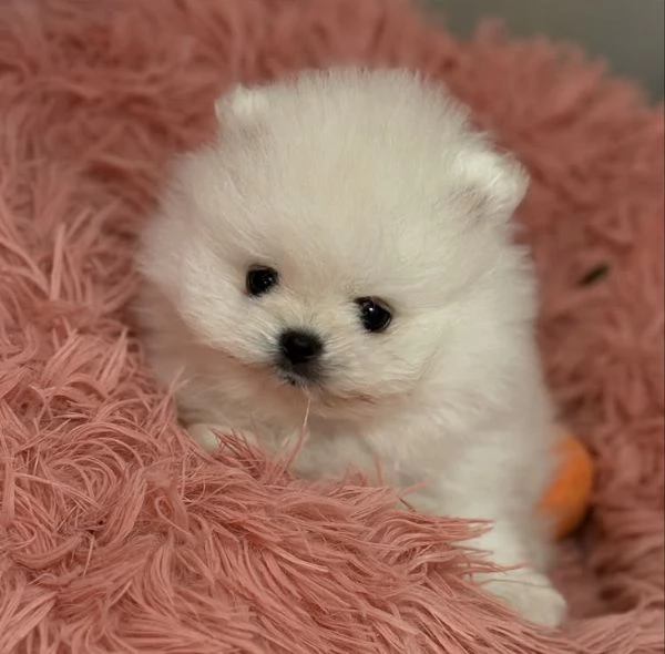 Cuccioli di Pomerania Mini Toy | Foto 1