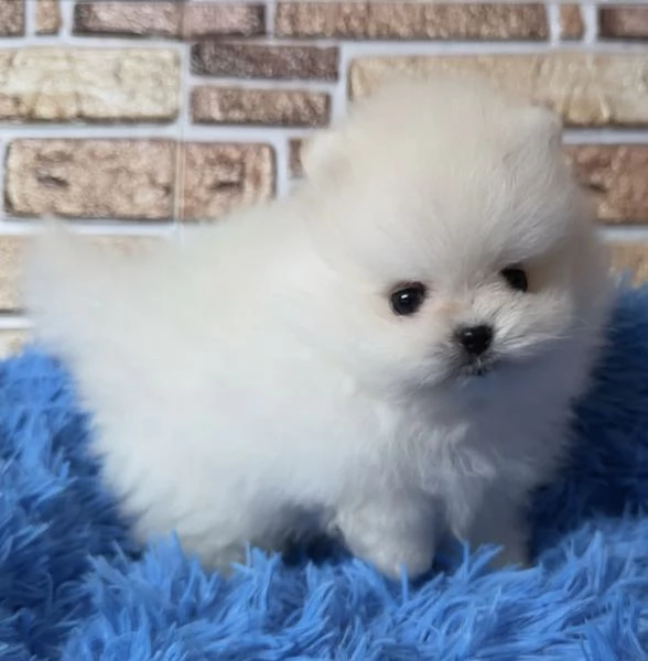 Cuccioli di Pomerania Mini Toy | Foto 0
