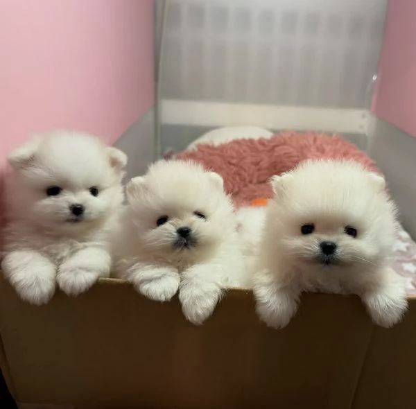 Orsacchiotto Volpino Pomerania