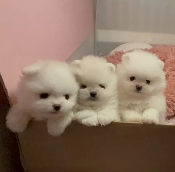 Orsacchiotto Volpino Pomerania | Foto 1