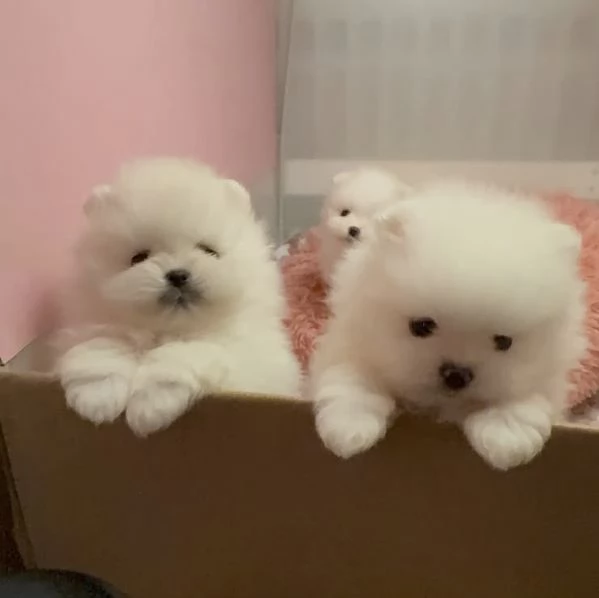 Orsacchiotto Volpino Pomerania | Foto 0