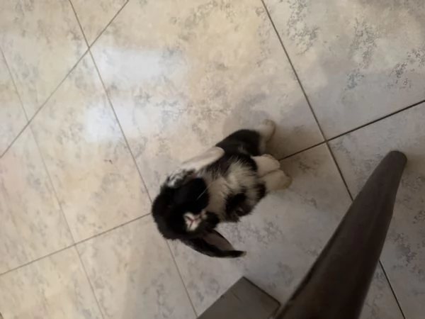 Coniglietto nano di 60 giorni  in cerca di nuova casa | Foto 2