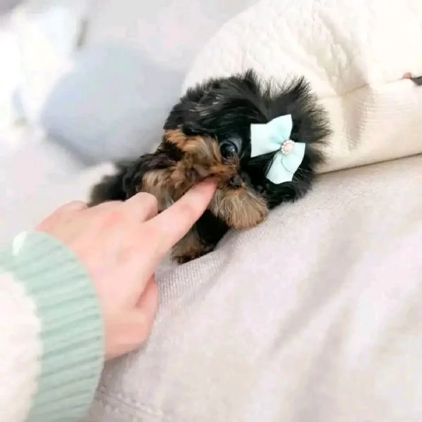 Ciao a tutti ho cuccioli di Yorkshire Terrier maschi e femmine in vendita | Foto 1