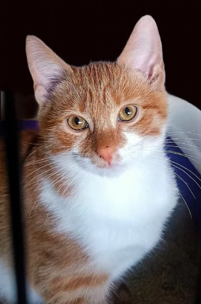 Gatto rosso e bianco 