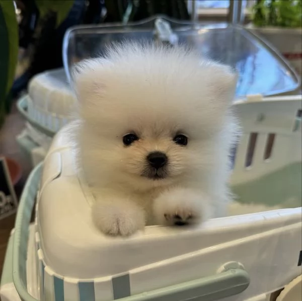 Bellissimi cuccioli di Volpino Pomerania | Foto 5