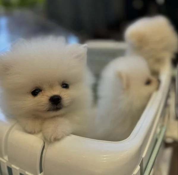 Bellissimi cuccioli di Volpino Pomerania | Foto 4