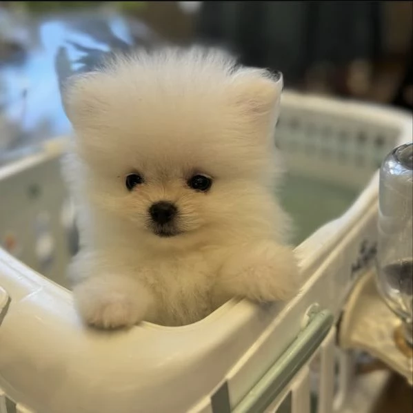 Bellissimi cuccioli di Volpino Pomerania | Foto 3