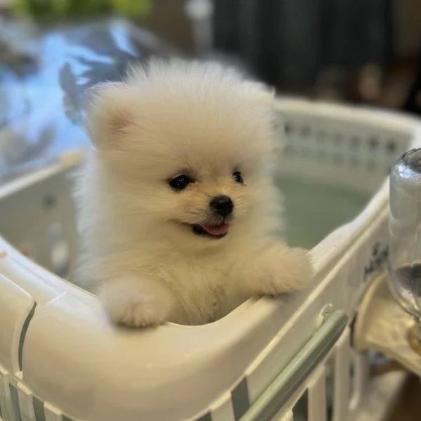 Bellissimi cuccioli di Volpino Pomerania | Foto 2