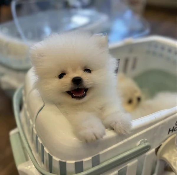 Bellissimi cuccioli di Volpino Pomerania | Foto 1
