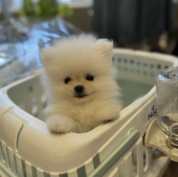 Bellissimi cuccioli di Volpino Pomerania | Foto 0