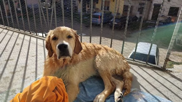 Cucciolo golden retriever | Foto 1